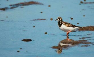 corado turnstone dentro australasia foto