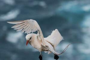 de cauda vermelha pássaro tropical dentro Austrália foto