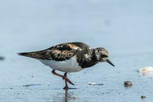 corado turnstone dentro australasia foto