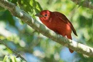 verão tanager dentro EUA foto