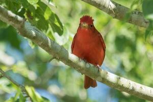 verão tanager dentro EUA foto