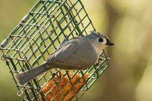 adornado titmouse dentro EUA foto