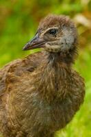 weka endêmico trilho do Novo zelândia foto