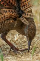 weka endêmico trilho do Novo zelândia foto