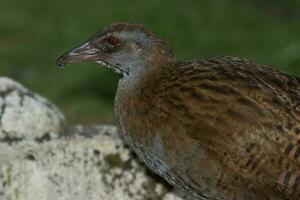 weka endêmico trilho do Novo zelândia foto