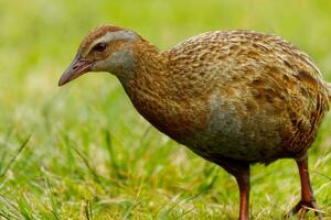 weka endêmico trilho do Novo zelândia foto