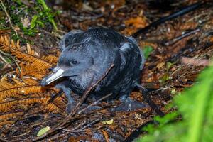 Westland petrel dentro Novo zelândia foto