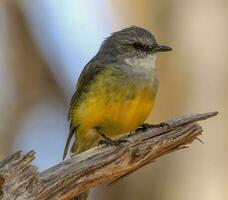 ocidental amarelo robin foto