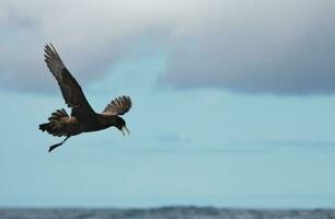 queixo branco petrel dentro australasia foto