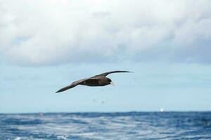 queixo branco petrel dentro australasia foto