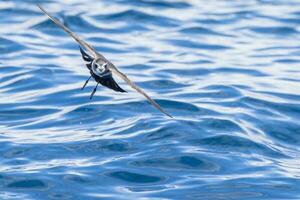 pálida tempestade petrel dentro australasia foto