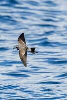 pálida tempestade petrel dentro australasia foto