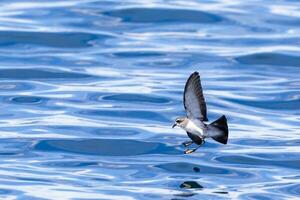 pálida tempestade petrel dentro australasia foto