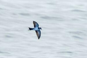 pálida tempestade petrel dentro australasia foto