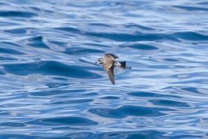 pálida tempestade petrel dentro australasia foto