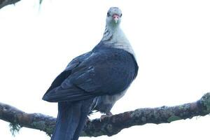 cabeça branca Pombo dentro Austrália foto