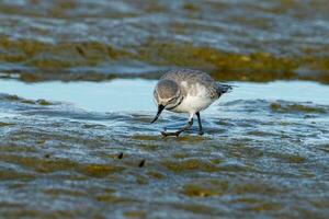 wrybill endêmico para Novo zelândia foto