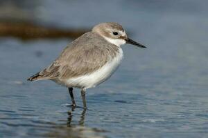 wrybill endêmico para Novo zelândia foto