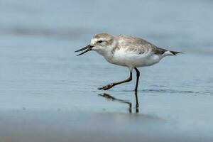 wrybill endêmico para Novo zelândia foto