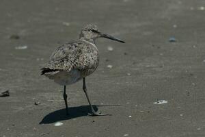 Willet ave marinha dentro EUA foto