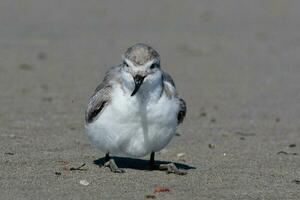 wrybill endêmico para Novo zelândia foto