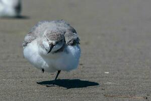 wrybill endêmico para Novo zelândia foto