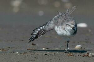 wrybill endêmico para Novo zelândia foto