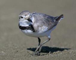 wrybill endêmico para Novo zelândia foto