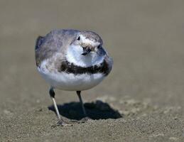 wrybill endêmico para Novo zelândia foto