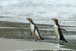 pinguim de olhos amarelos na nova zelândia foto