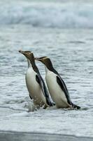 pinguim de olhos amarelos na nova zelândia foto