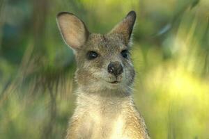 ágil wallaby dentro Austrália foto