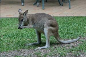 ágil wallaby dentro Austrália foto