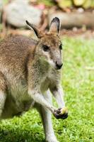 ágil wallaby dentro Austrália foto