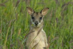 ágil wallaby dentro Austrália foto