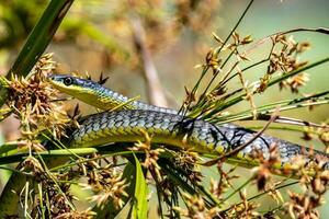 australiano verde árvore serpente foto