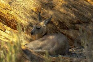de pés pretos Rocha wallaby dentro Austrália foto
