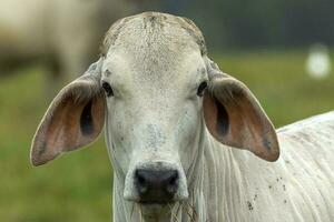 brahman vaca dentro Austrália foto