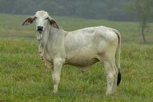 brahman vaca dentro Austrália foto