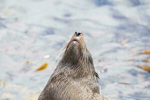 nova zelândia peles de foca foto