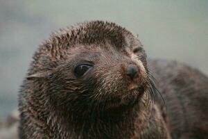 nova zelândia peles de foca foto