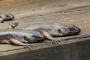 do rei skink do Austrália foto