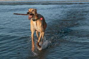 fofa galgo cachorro foto