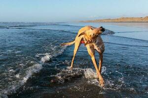 fofa galgo cachorro foto