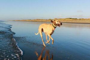 fofa galgo cachorro foto