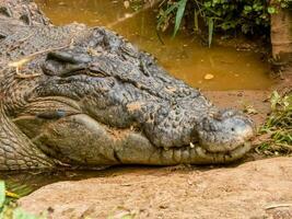 estuarino crocodilo dentro Austrália foto