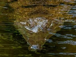 água fresca crocodilo dentro Austrália foto