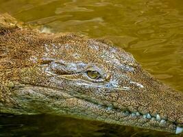 água fresca crocodilo dentro Austrália foto