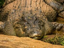 estuarino crocodilo dentro Austrália foto