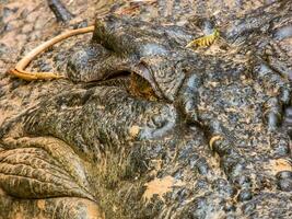 estuarino crocodilo dentro Austrália foto